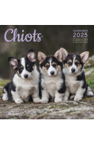 Calendrier chiots 2025