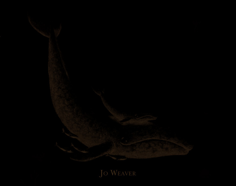 petite baleine - Jo Weaver - EDL